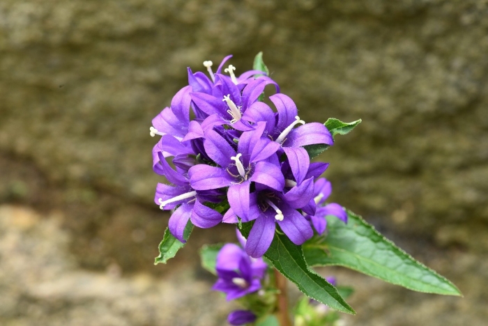 Колокольчик скученный campanula glomerata