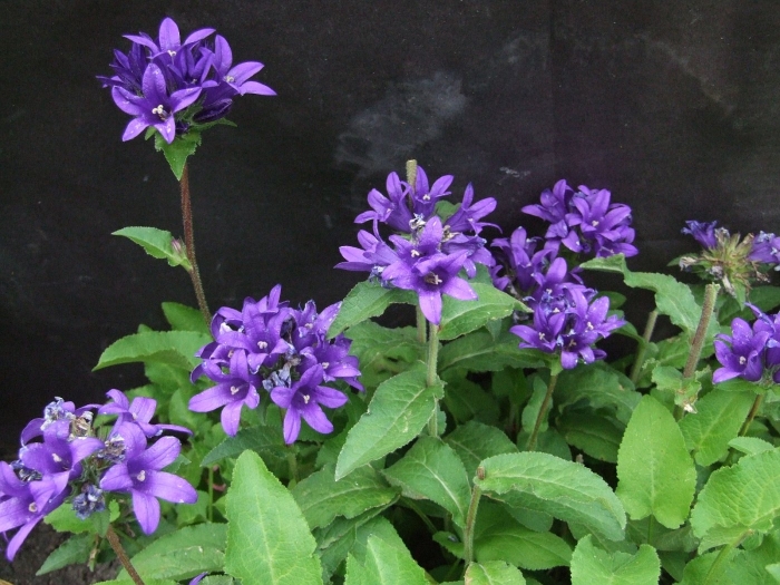 Колокольчик скученный campanula glomerata
