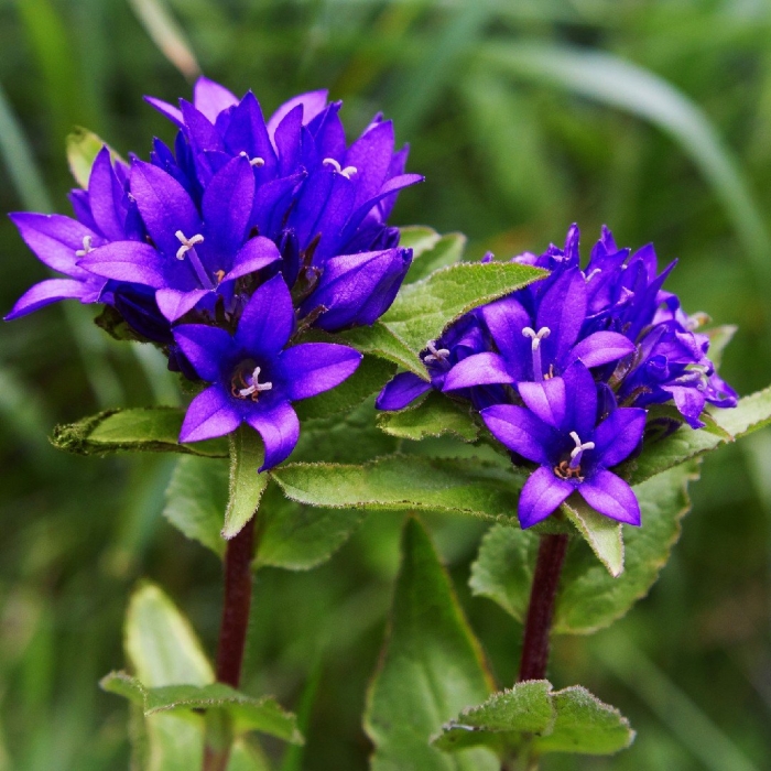 Колокольчик скученный campanula glomerata