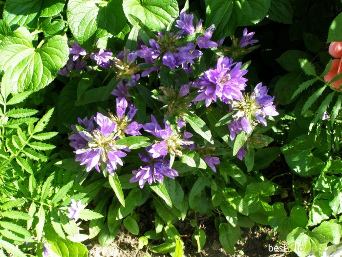 Колокольчик скученный эмеральд