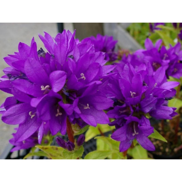 Колокольчик скученный campanula glomerata