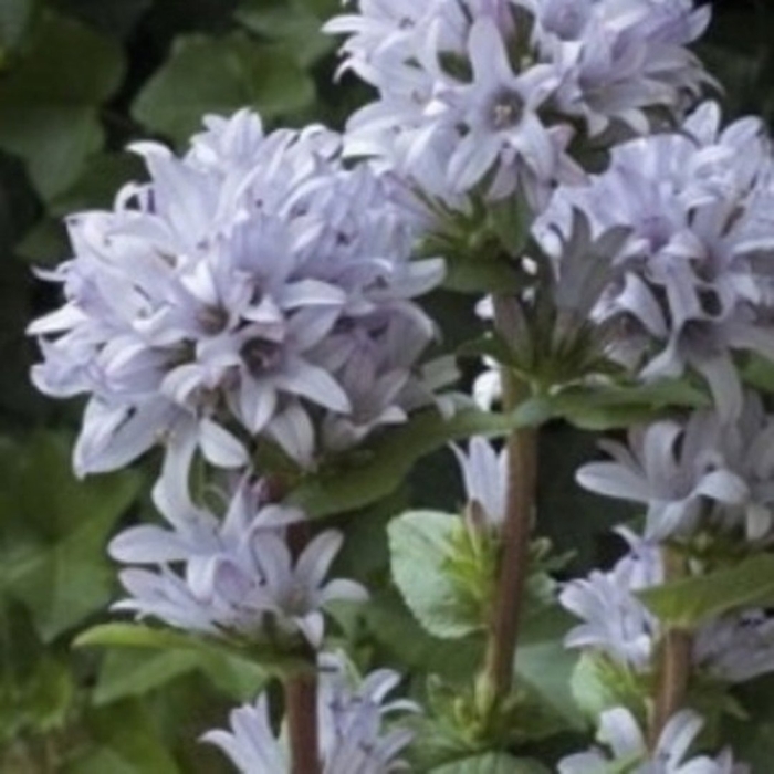 Campanula glomerata caroline