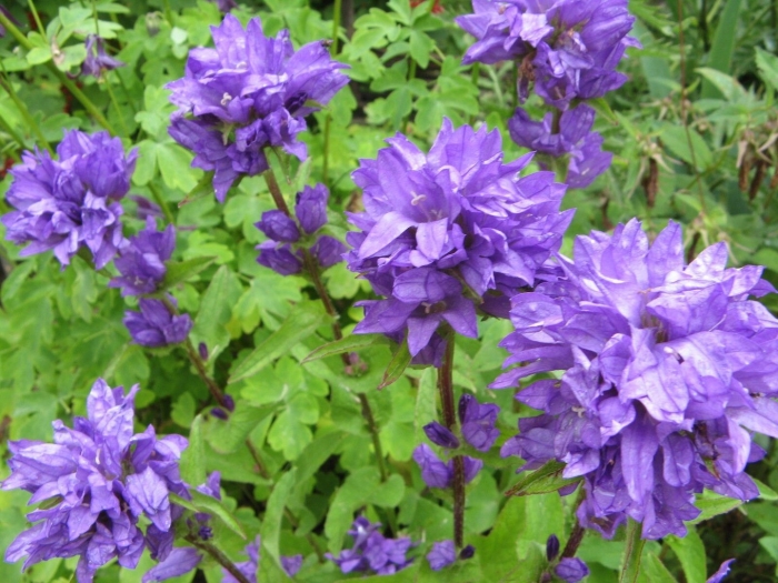 Колокольчик скученный созвездие