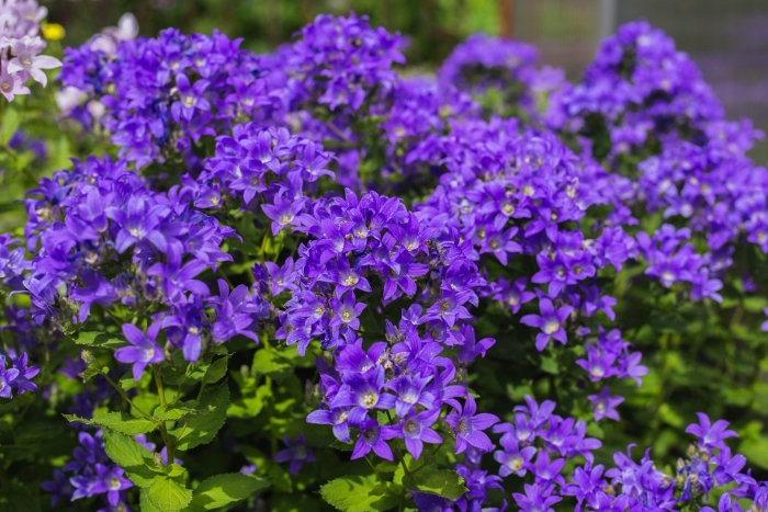 Колокольчик молочноцветковый лоддон анна