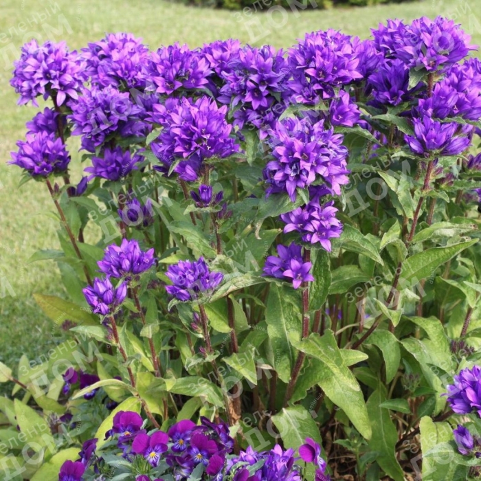 Колокольчик скученный campanula glomerata