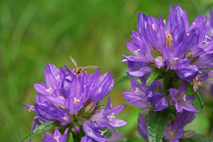 Колокольчик скученный campanula glomerata