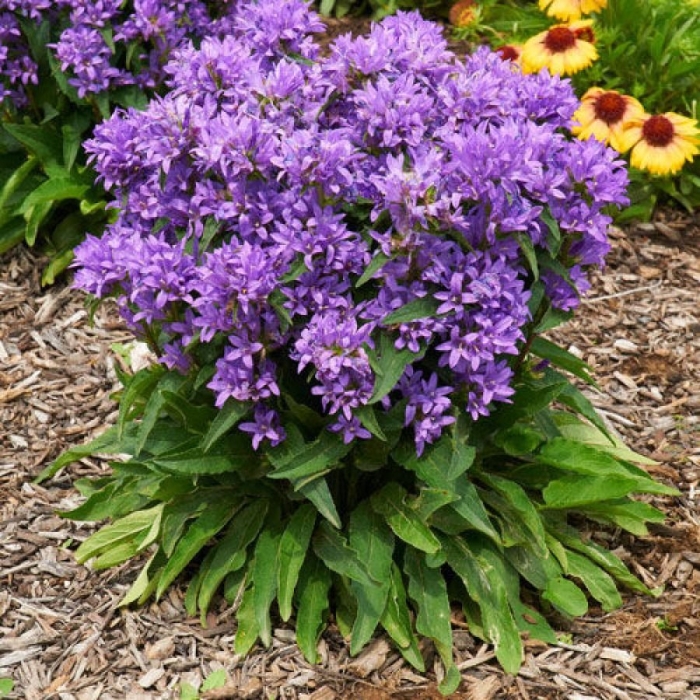 Колокольчик скученный  freya