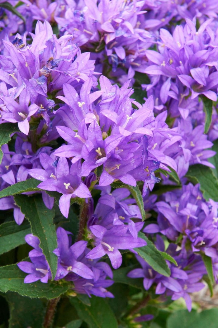 Колокольчик скученный campanula glomerata
