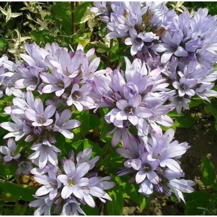 Колокольчик скученный caroline