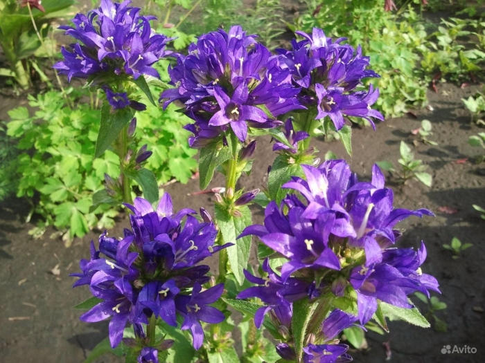 Колокольчик скученный каролина