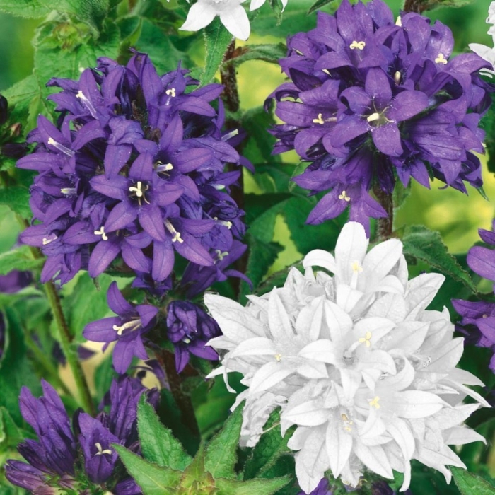 Колокольчик скученный многолетник садовый