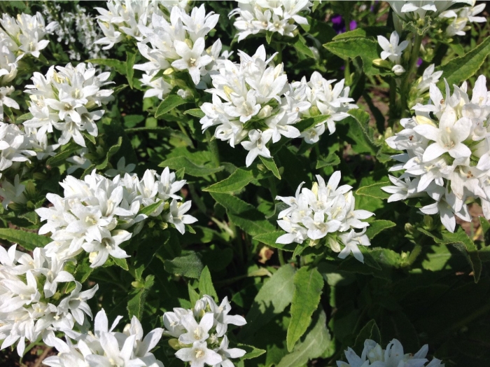 Колокольчик белый многолетний