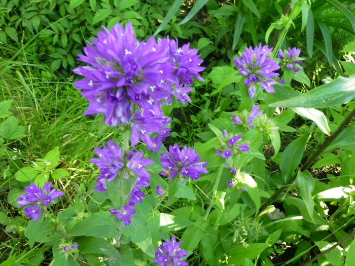 Колокольчик скученный campanula glomerata