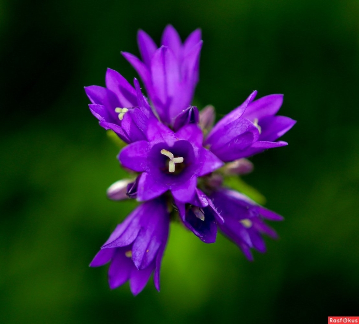 Колокольчик скученный campanula glomerata