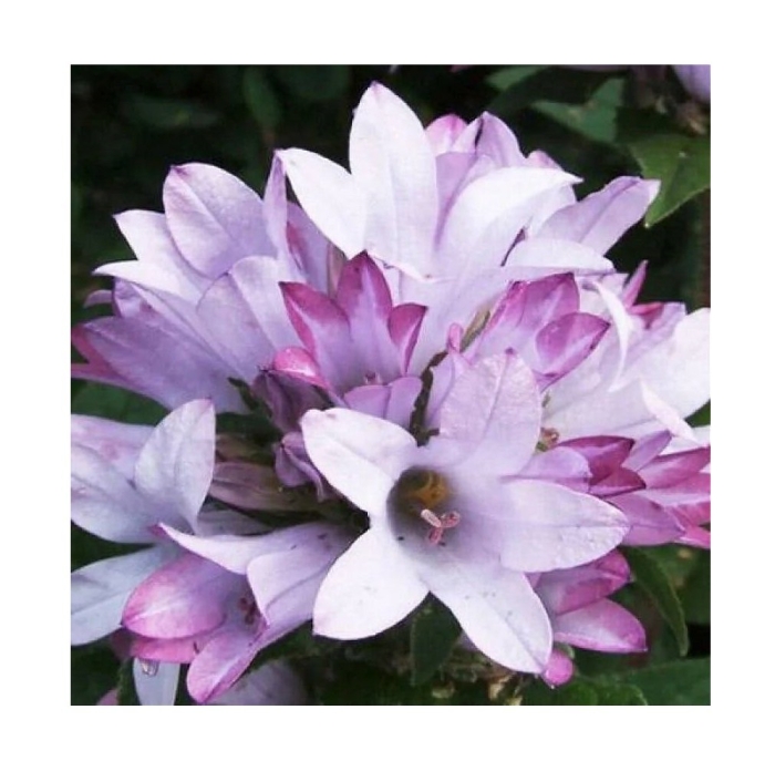 Колокольчик скученный каролина