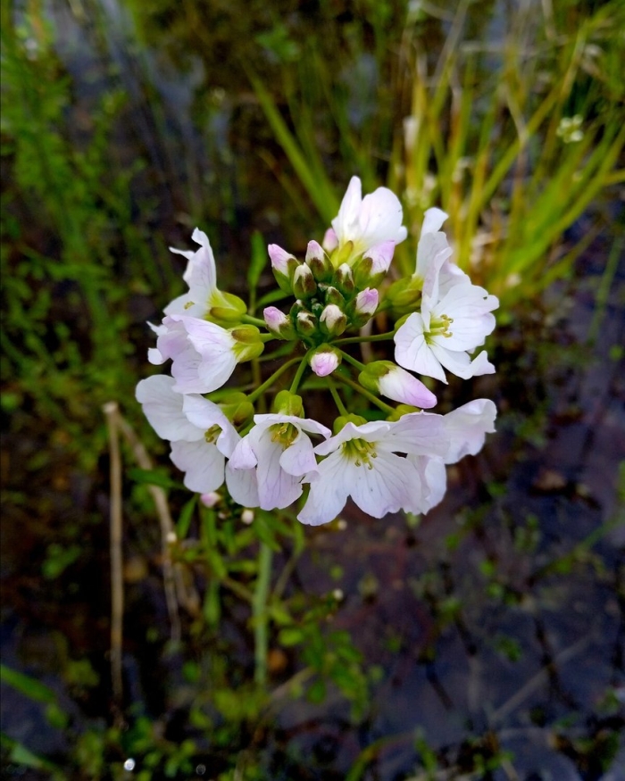 Сердечник растение