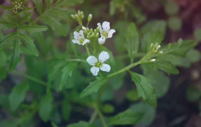 Cardamine amara l.