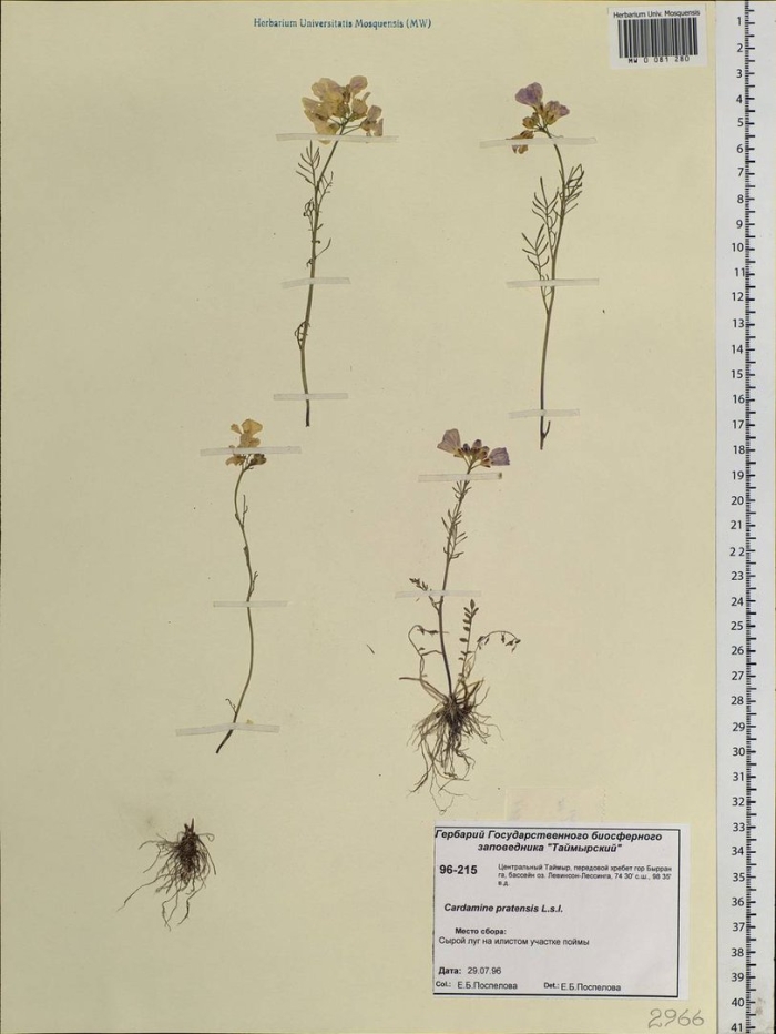 Фиалка трехцветная гербарий