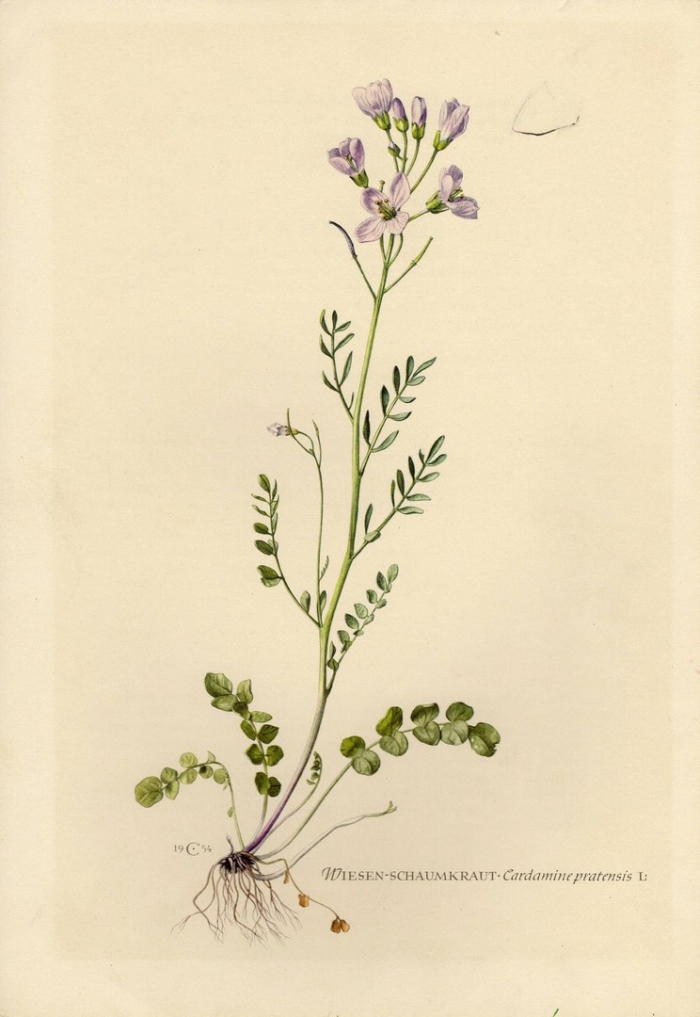 Сердечник луговой размножение листьями