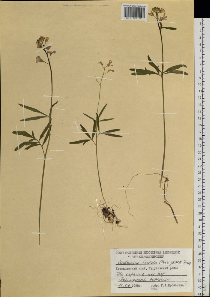 Смолёвка обыкновенная гербарий