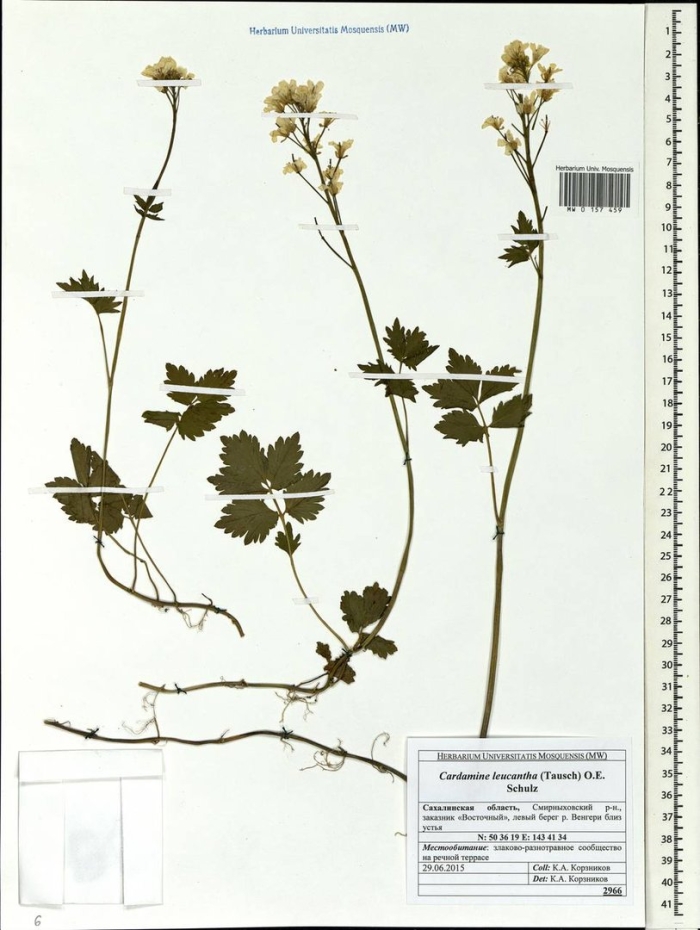 Сердечник белоцветковый