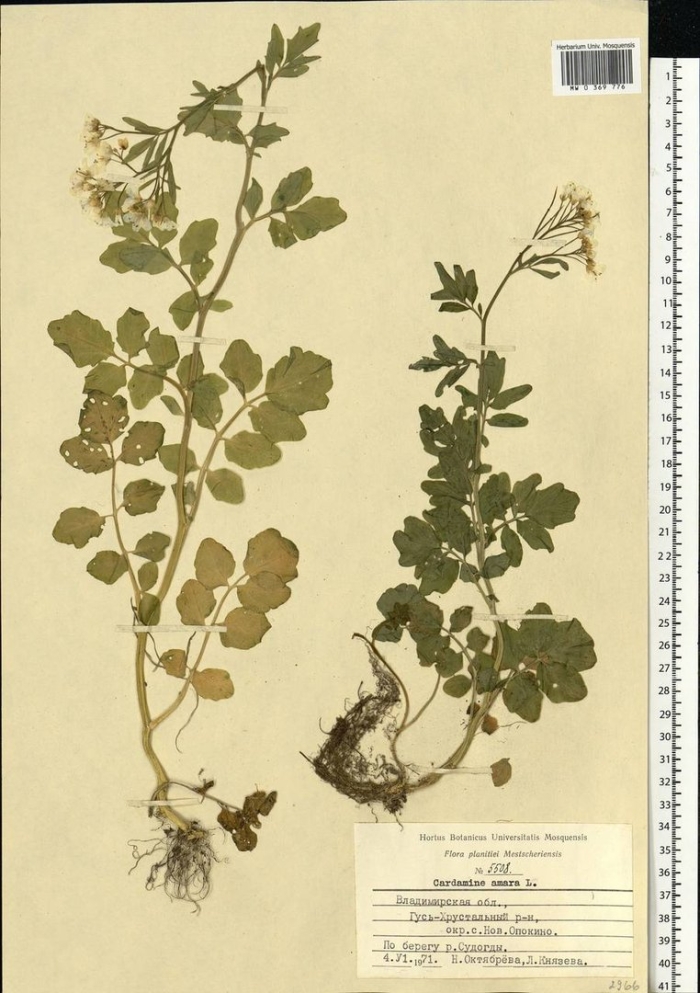 Сурепка обыкновенная гербарий