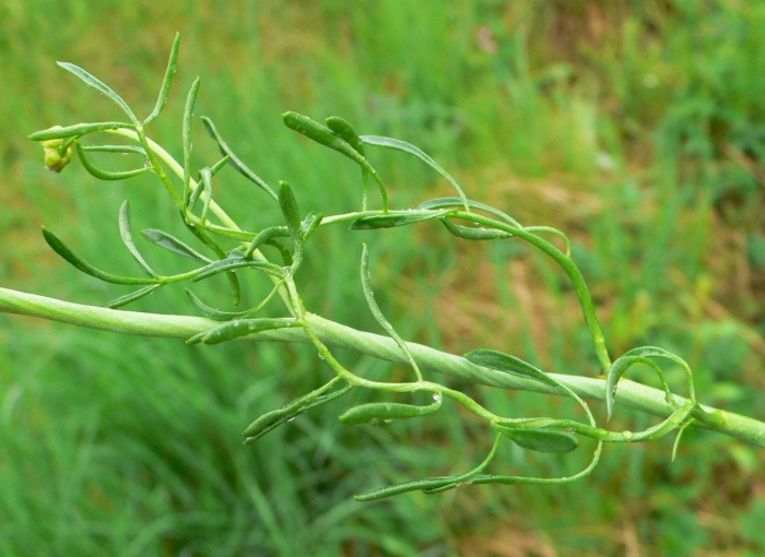 Сердечник извилистый
