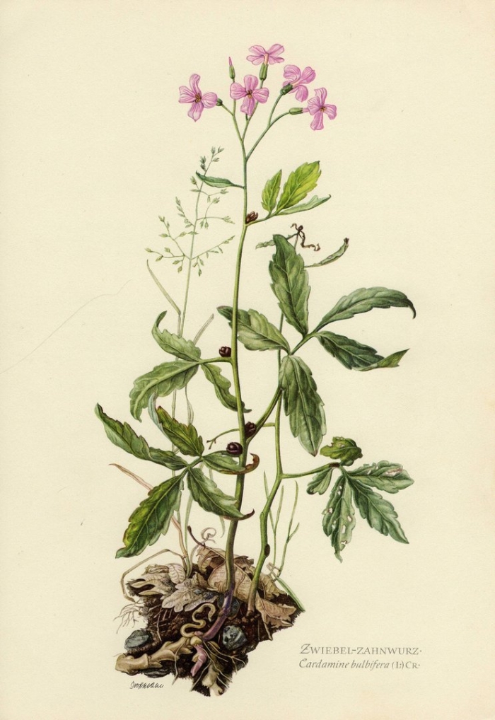 Cardamine bulbifera