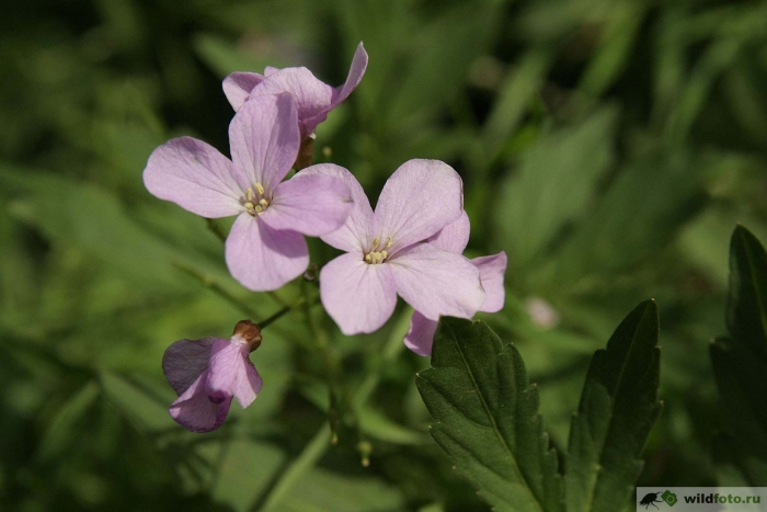 Зубянка пятилистная