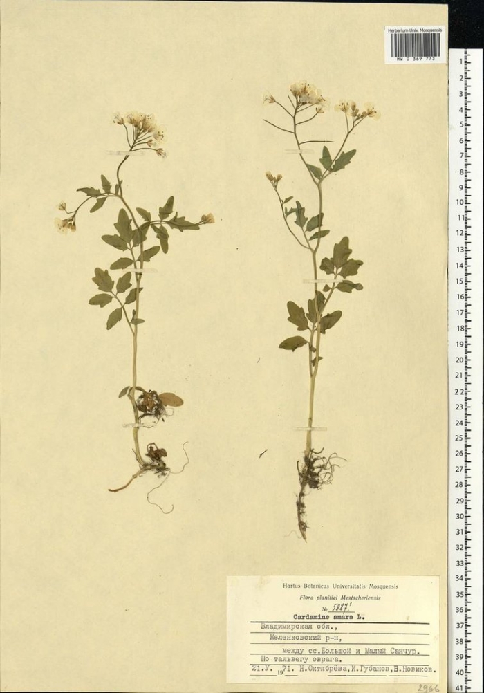 Сурепка обыкновенная гербарий