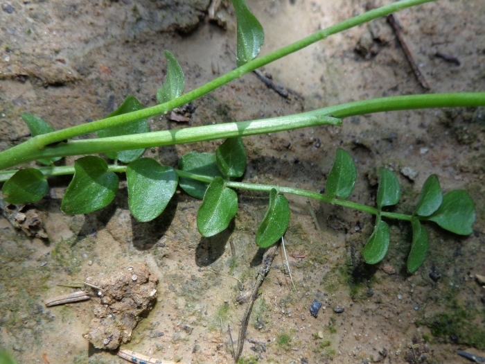 Сердечник луговой листья