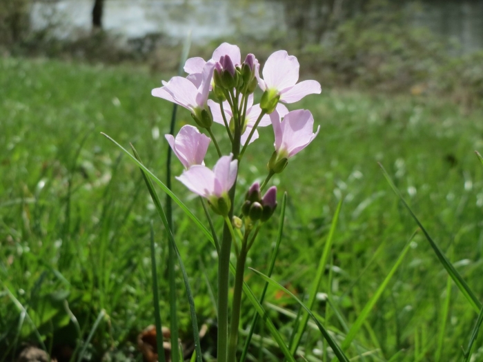 Cardamine amaraeformis