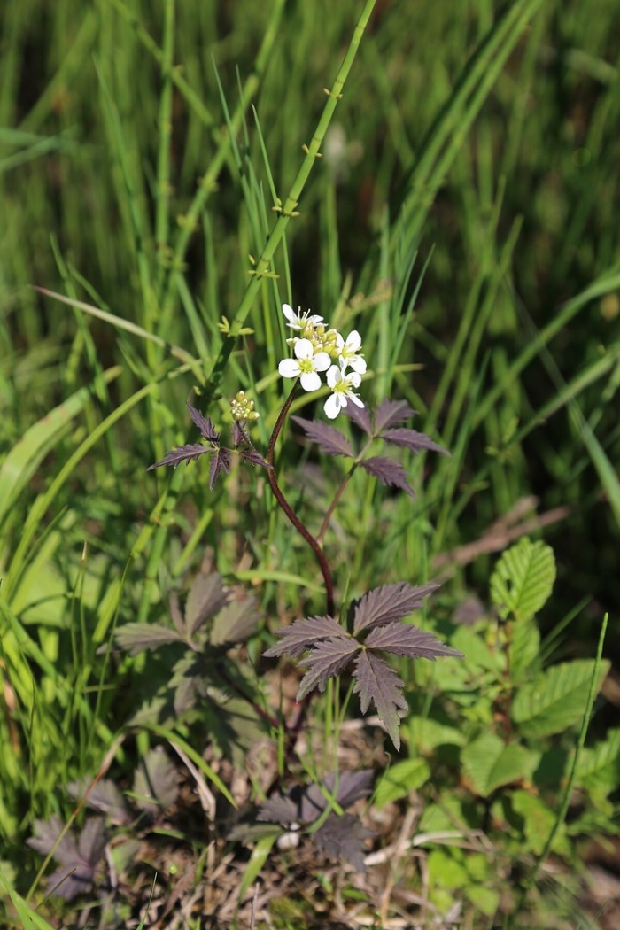 Geum laciniatum