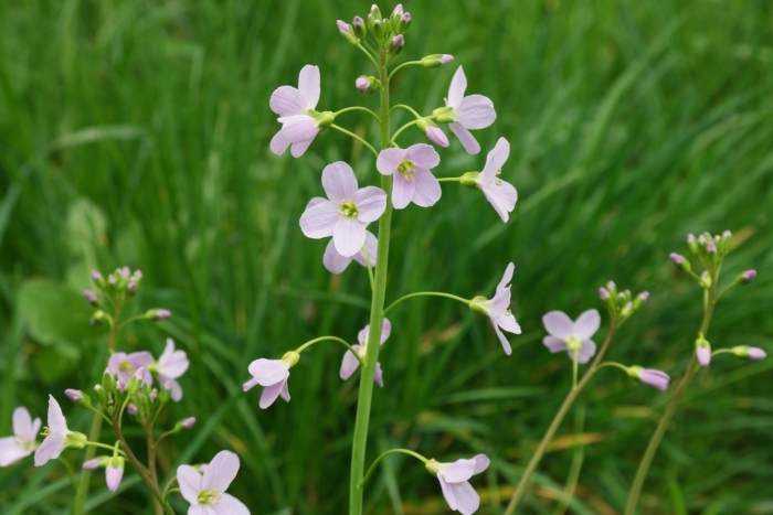 Cardamine pratensis