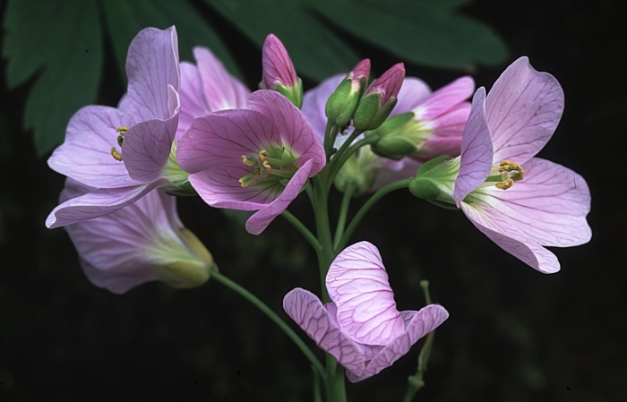 Сердечник пурпуровый