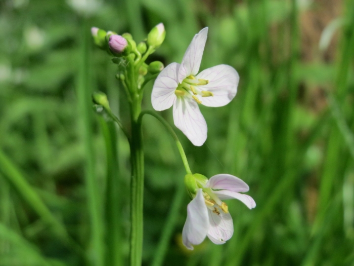 Cardamine nuttallii