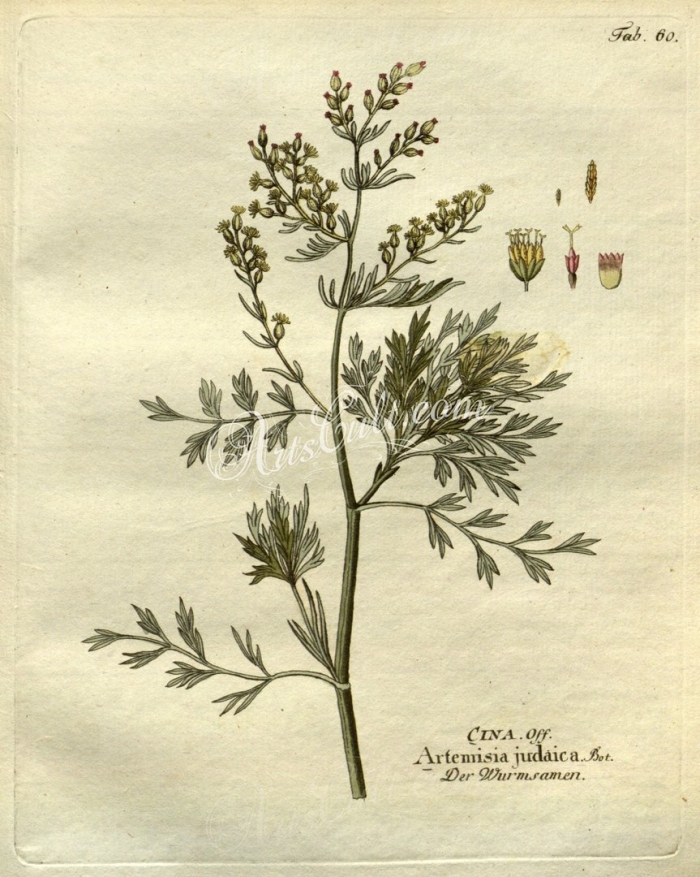 Полынь горькая artemisia absinthium
