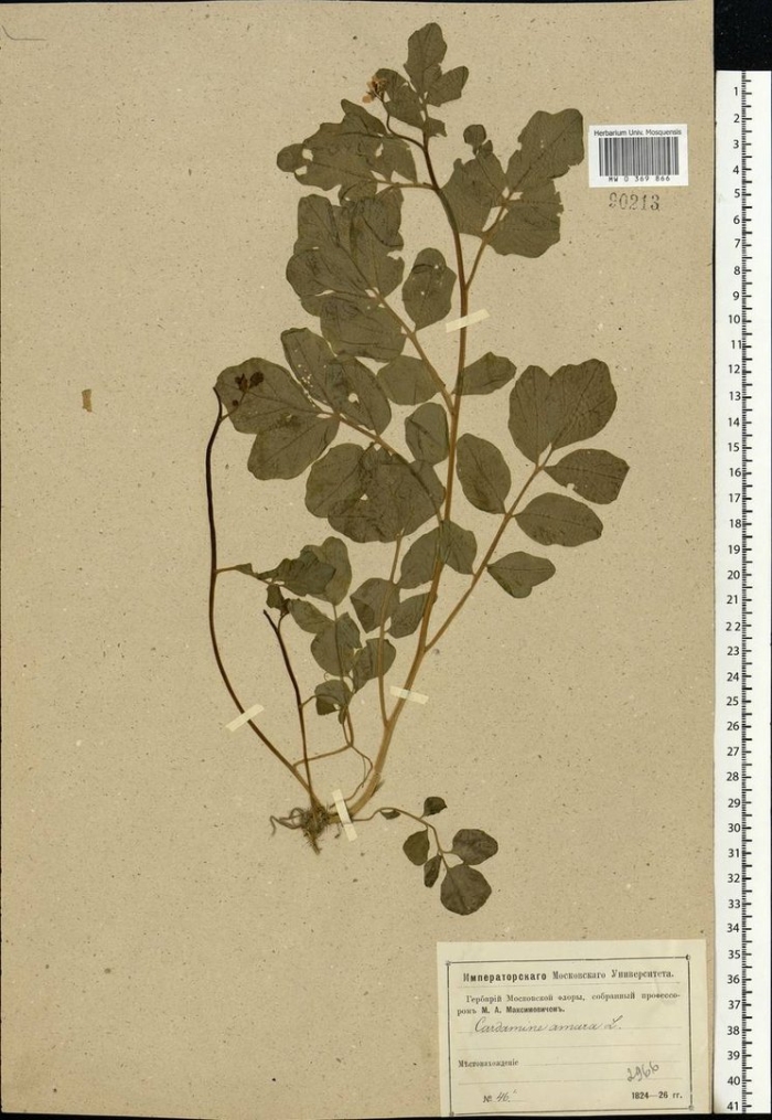 Кардамин сердечник