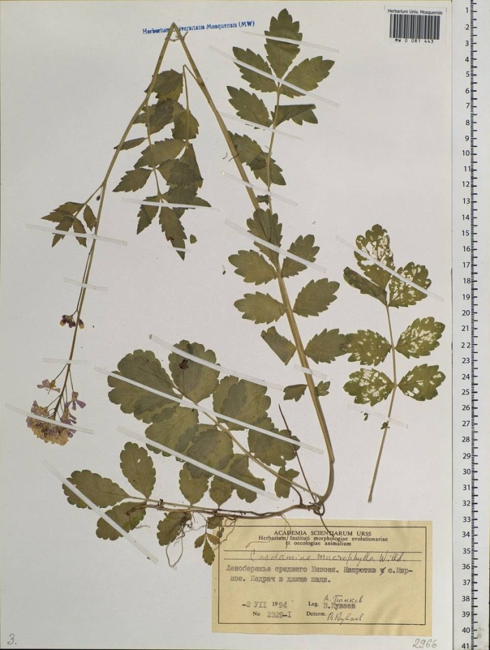 Пастернак посевной