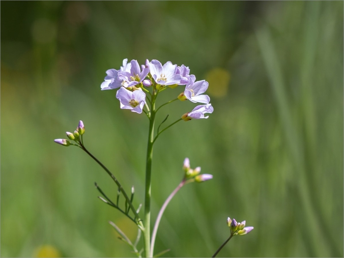 Cardamine pratensis
