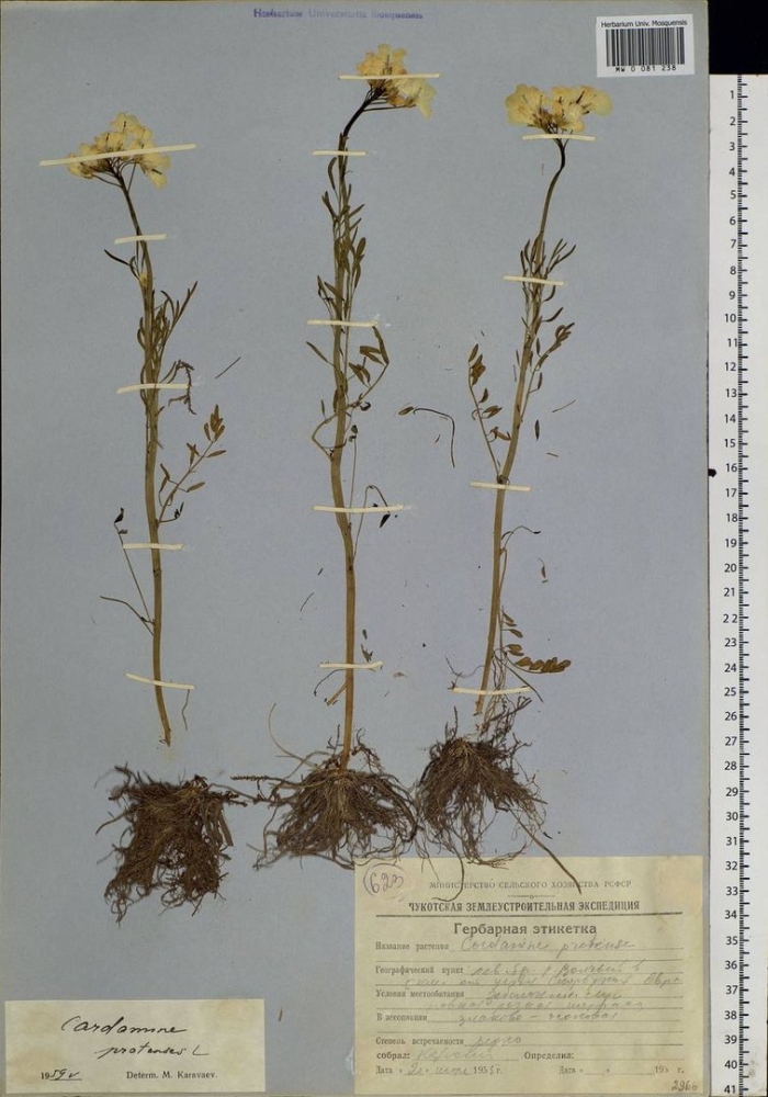 Лютик многоцветковый (ranunculus polyanthemos)
