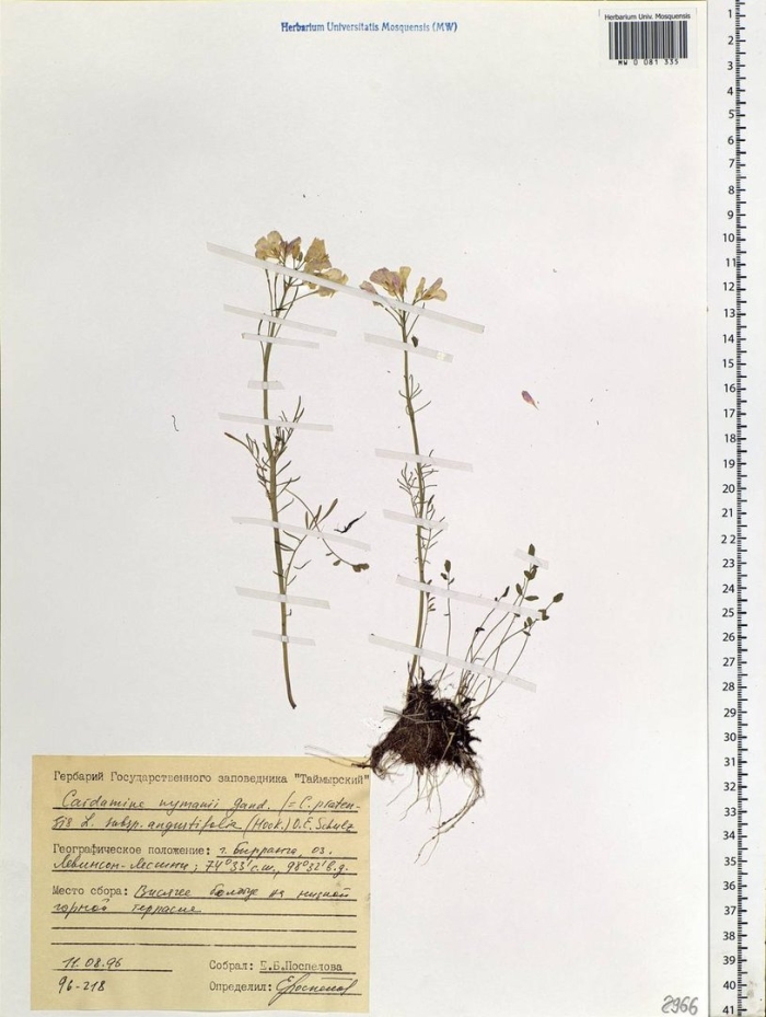 Сердечник луговой cardamine pratensis