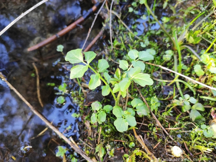 Nasturtium officinale