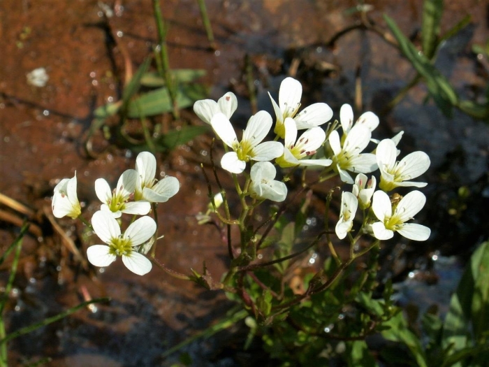 Cardamine amara