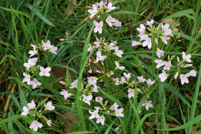 Cardamine bellidifolia