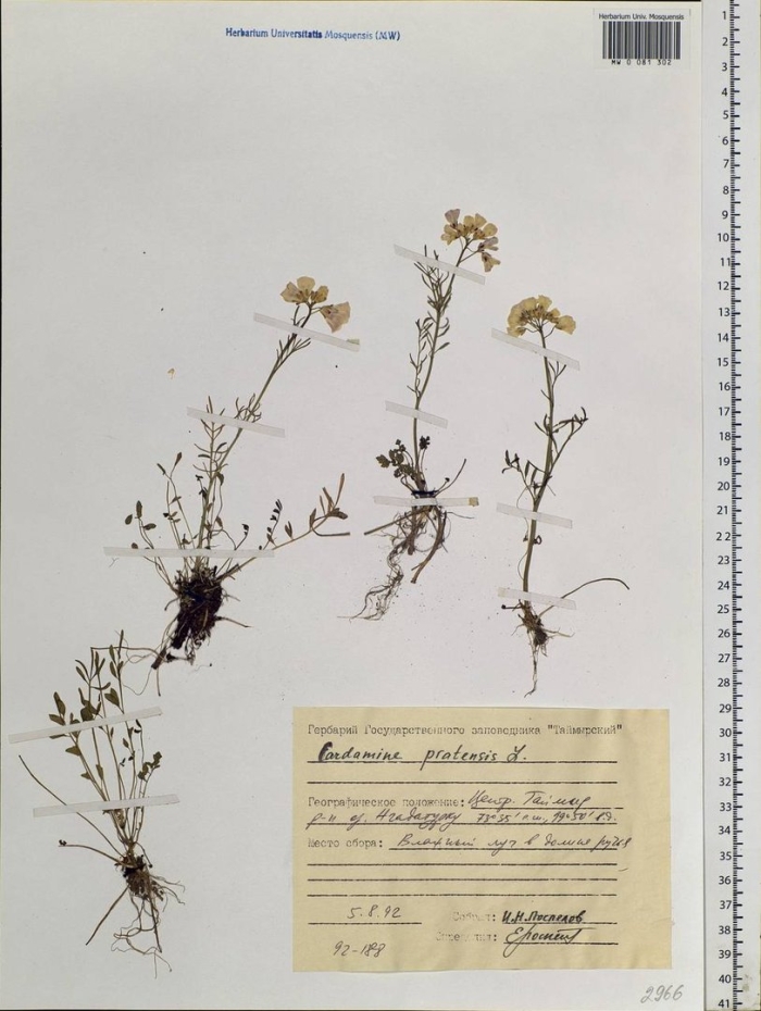 Сердечник нимана (cardamine nymanii)