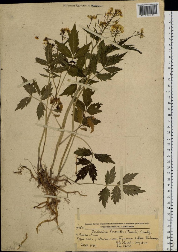 Pleurospermum camtschaticum