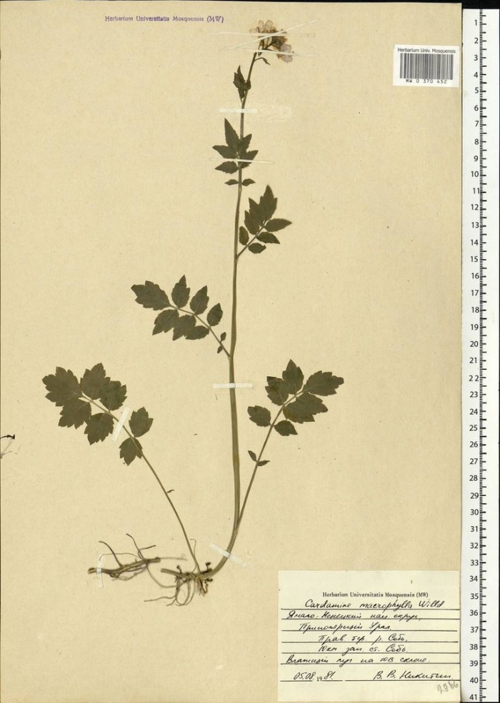 Cardamine macrophylla