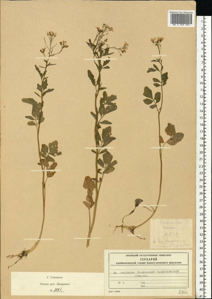 Кориандр гербарий