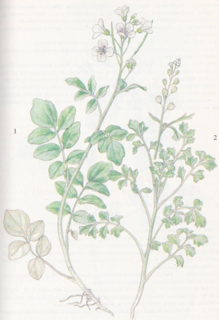 Rorippa nasturtium aquaticum